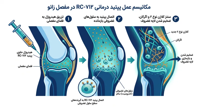 نحوه تحریک سلول‌های بازمانده توسط درمان آزمایشی برای بازسازی ماتریکس غضروفی.