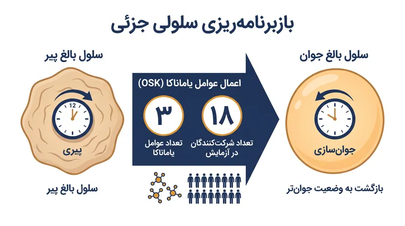 بازبرنامه‌ریزی جزئی ساعت سلولی را به عقب برمی‌گرداند، بدون آنکه هویت سلول را محو کند.