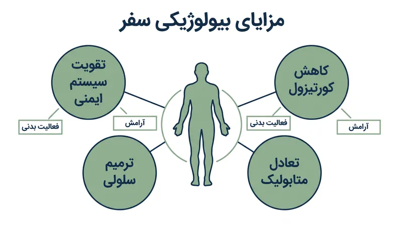 تجربیات مثبت سفر باعث ایجاد آبشاری از واکنش‌های فیزیولوژیک می‌شوند که مکانیسم‌های خودترمیمی بدن را تقویت می‌کنند.