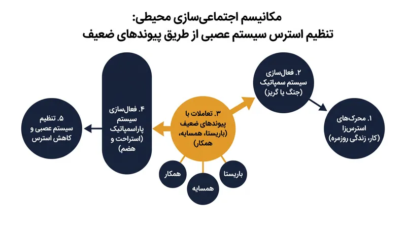 چگونه تعاملات اجتماعی کم‌اهمیت به عنوان سپری در برابر استرس مزمن عمل می‌کنند.
