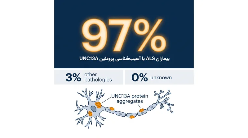 پروتئین UNC13A اکنون یکی از امیدوارکننده‌ترین اهداف دارویی برای اکثریت قریب به اتفاق بیماران ALS در نظر گرفته می‌شود.