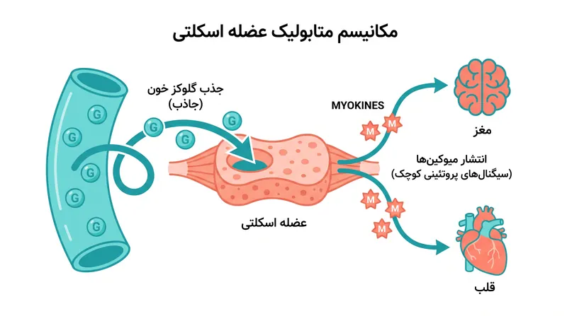 عضله اسکلتی به عنوان یک اندام متابولیک عمل می‌کند، گلوکز خون را پاکسازی کرده و پروتئین‌های محافظی به نام میوکین‌ها را آزاد می‌کند.
