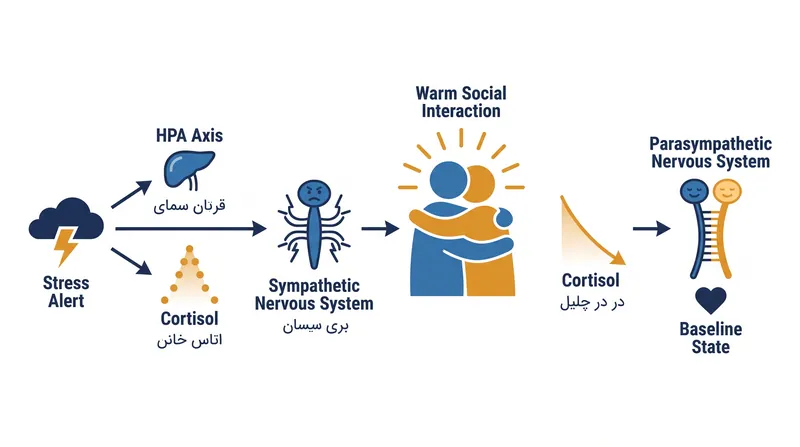 یک رابطه امن به عنوان یک حائل بیولوژیکی عمل می‌کند و به سیستم عصبی کمک می‌کند تا هورمون‌های استرس را پاک کرده و از التهاب مزمن جلوگیری کند.