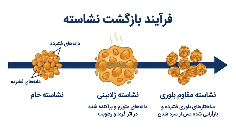 فرآیند بازگشت نشاسته، پلیمرهای نشاسته را در یک ساختار بلوری بازآرایی می‌کند که در برابر آنزیم‌های گوارشی انسان مقاوم است.