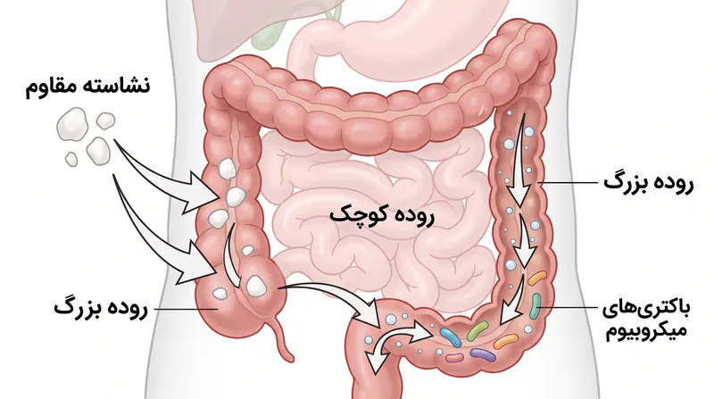 نشاسته مقاوم با دور زدن روده کوچک، از افزایش ناگهانی قند خون جلوگیری می‌کند و در عوض به عنوان سوخت برای میکروبیوم روده بزرگ عمل می‌کند.