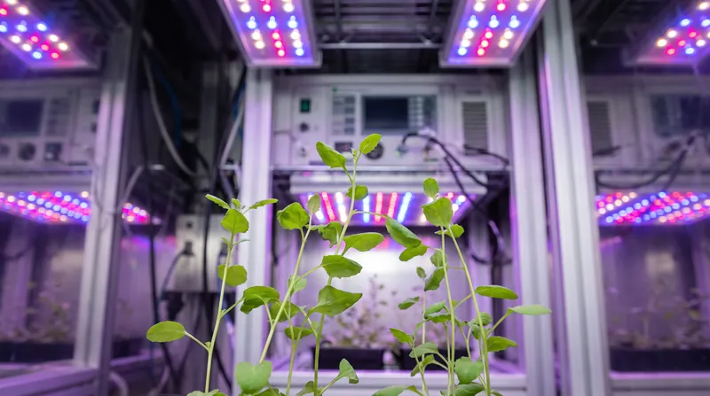 Studies on transgenic plants like Arabidopsis helped reveal how the HDA6 enzyme initiates the epigenetic silencing of foreign DNA.